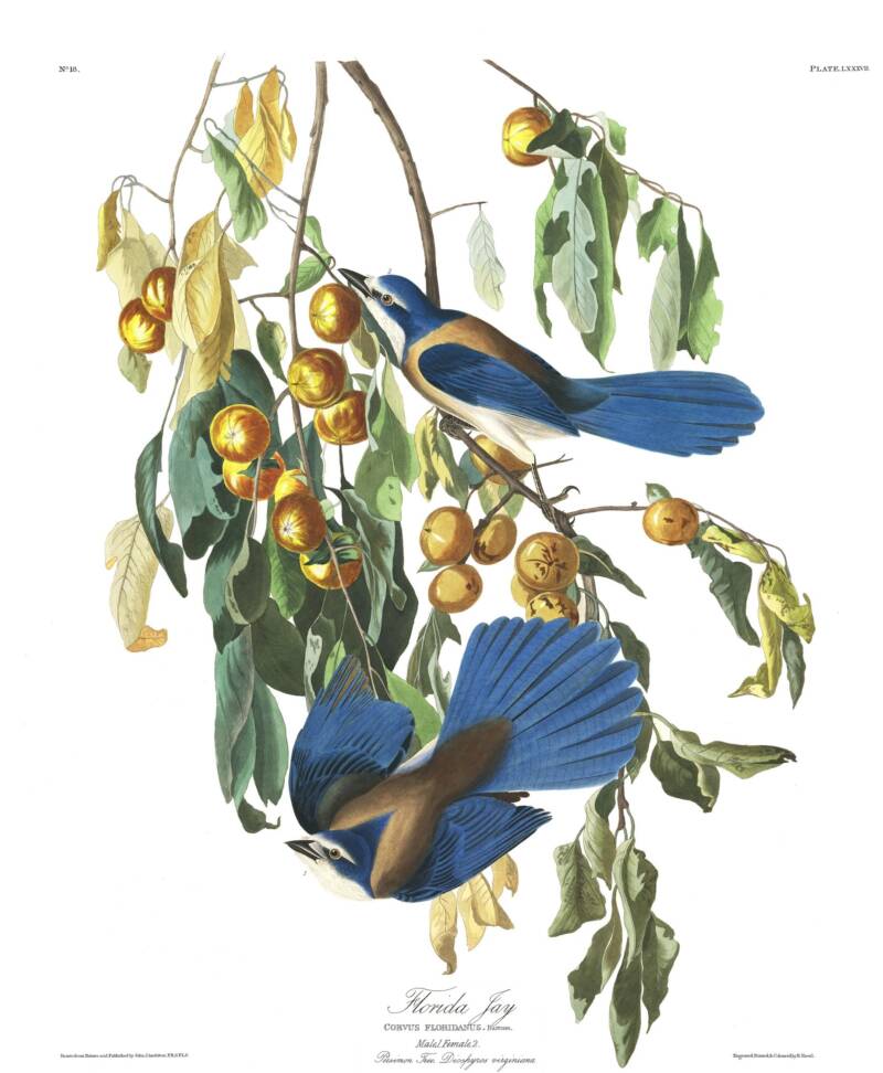 Florida Jay