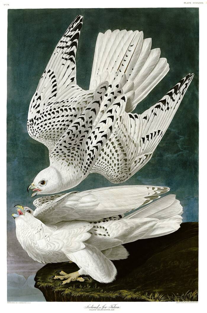 Gyrfalcons