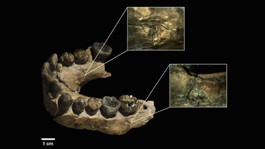 Jawbone Of Prehistoric Homo Habilis