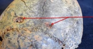 Leopard Bite Marks Featured