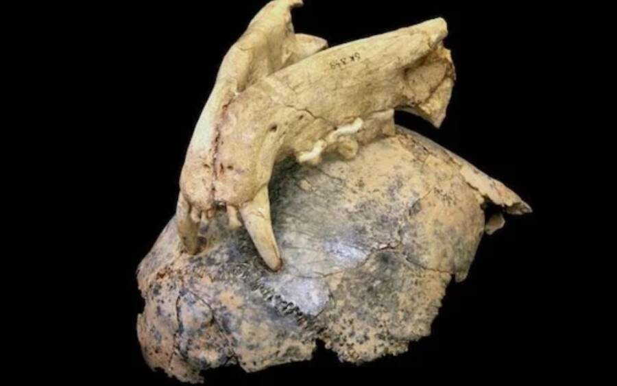 Homo Habilis Eaten By Leopards