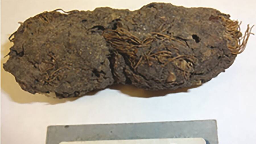 Paleofeces From Cave Of The Dead Children