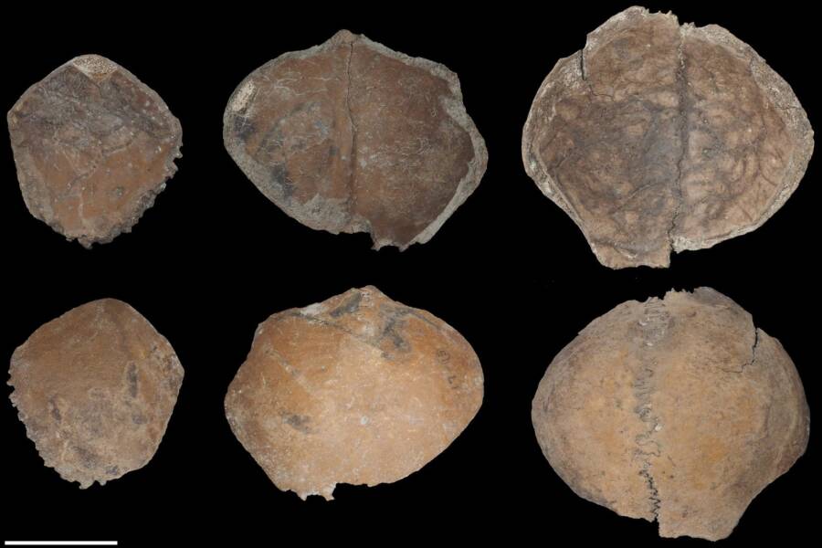 Plate Shaped Skull Fragments
