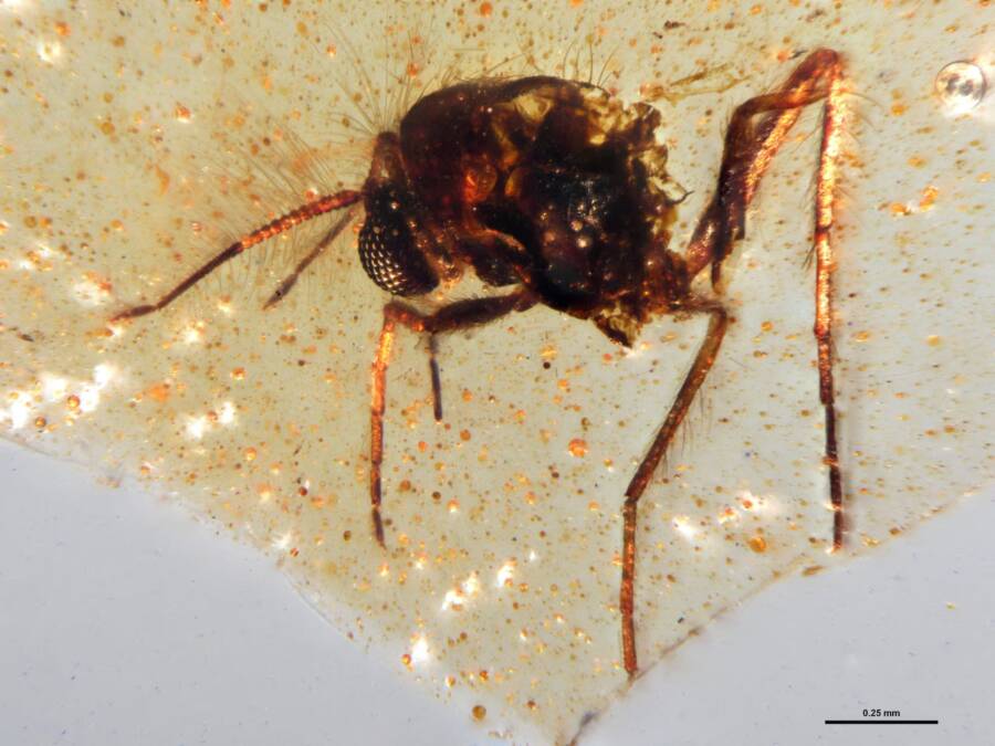 Prehistoric Fly Preserved In Amber