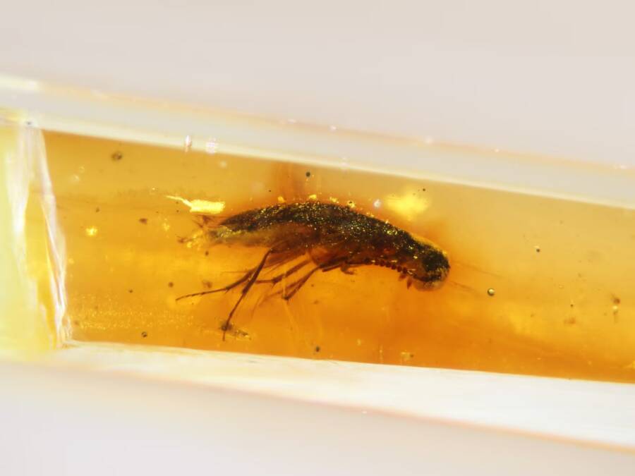 Prehistoric Beetle Found In Ecuador