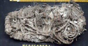 Sandal Found In Bearded Vulture Nest Featured