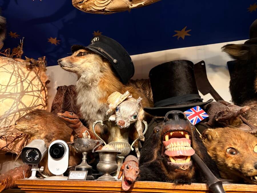 Various Taxidermy Animals At Trundle Manor