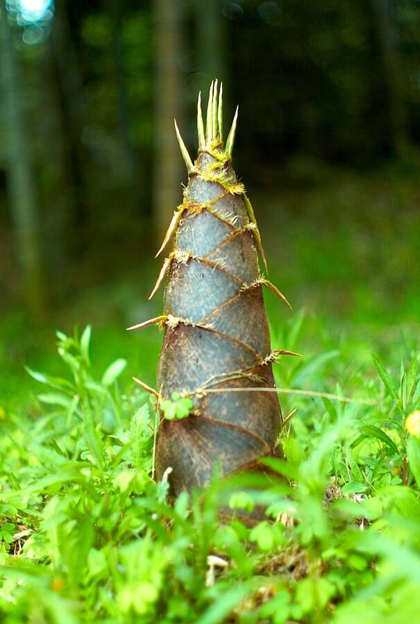 Bamboo Shoot