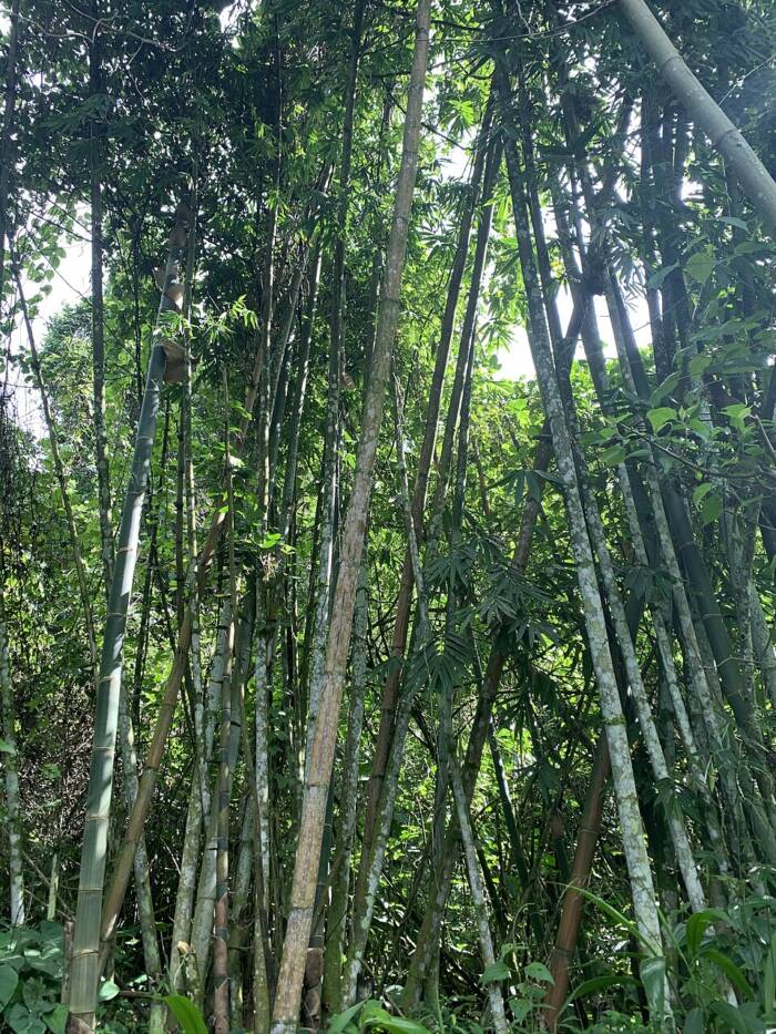 Bamboo