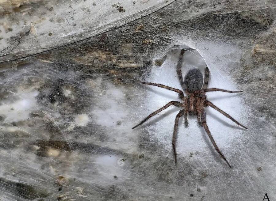 Barn Funnel Weaver In Sulfur Cave