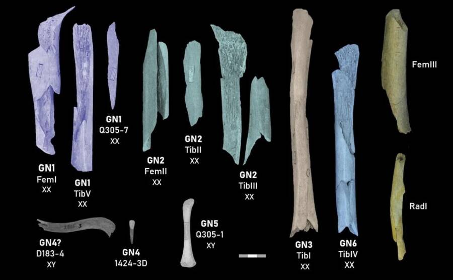 Cannibalized Neanderthal Bones