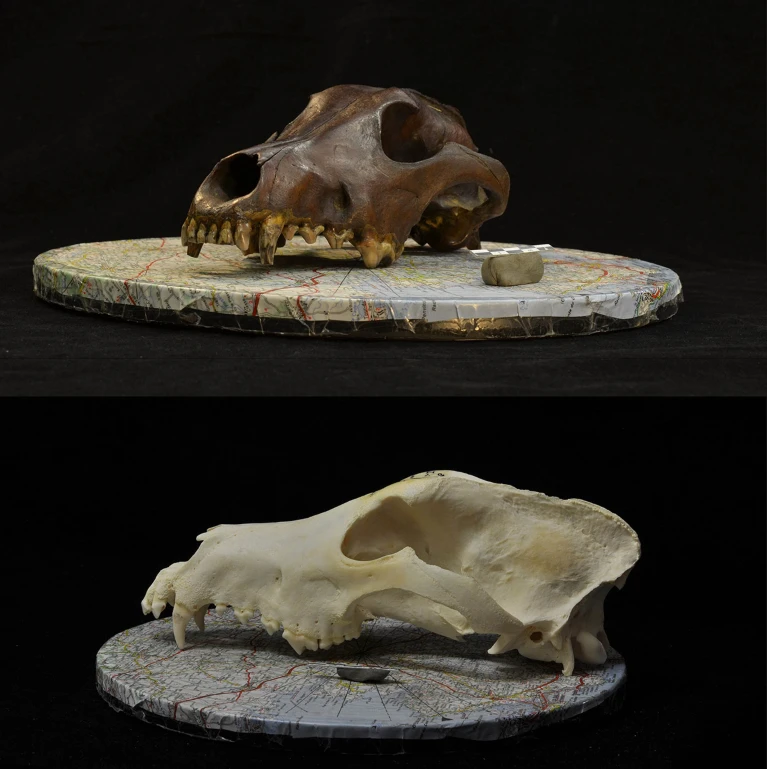 Dog Skulls Used In The Analysis