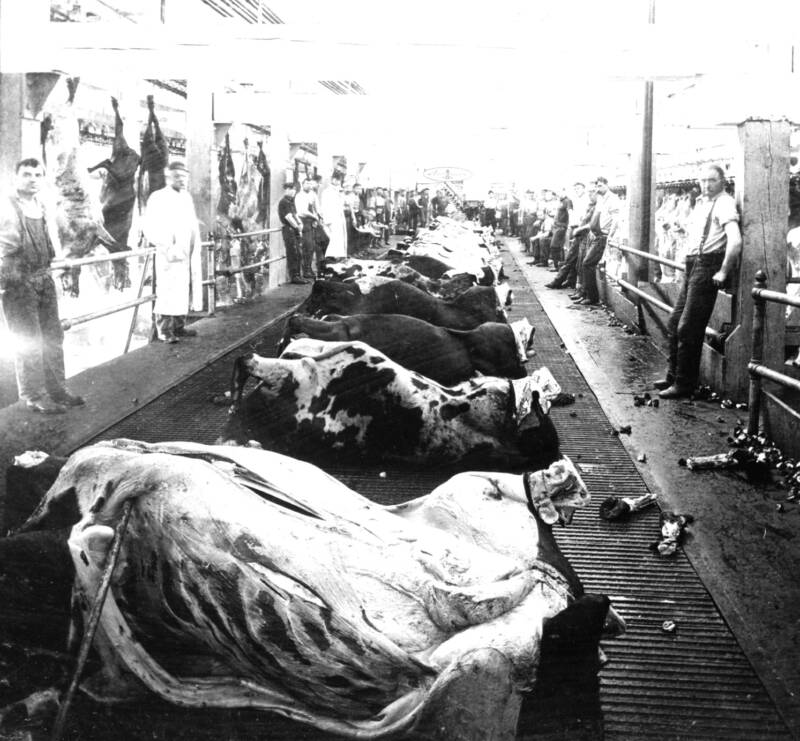 Dressing Beef On A Moving Platform