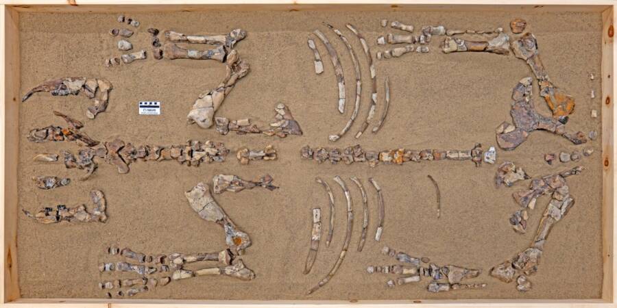 Epiaceratherium Itjilik Bones