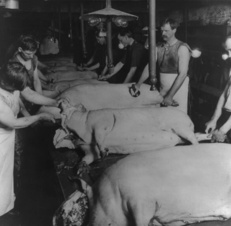 Final Scraping For Hogs