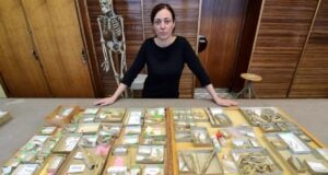 Goyet Bones Featured