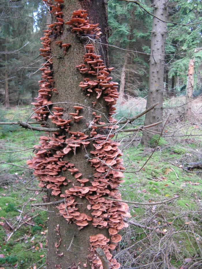 Honey Mushrooms On Tree Trunk