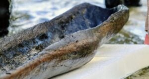Lake Mendota First Canoe Featured