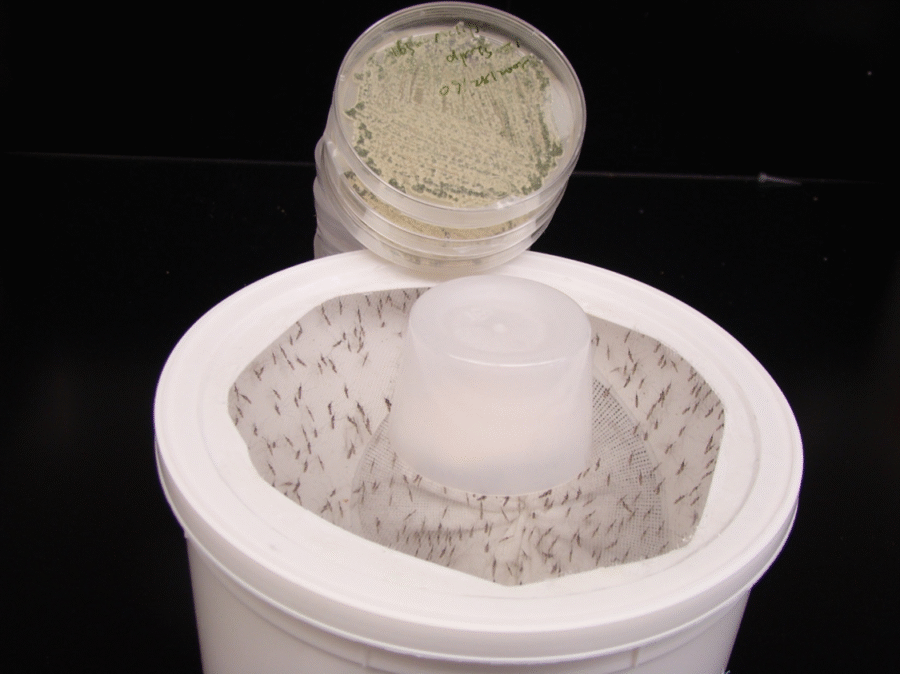 Metarhizium Mosquito Trap