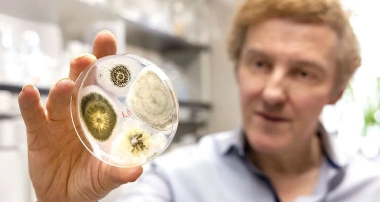 Mosquito Fungus Featured