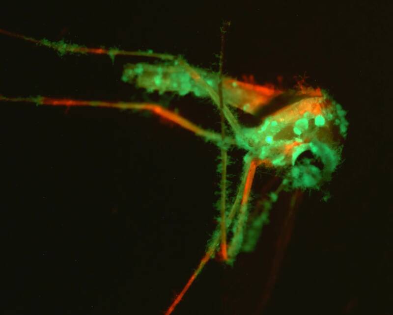 Mosquito Infected By Metarhizium