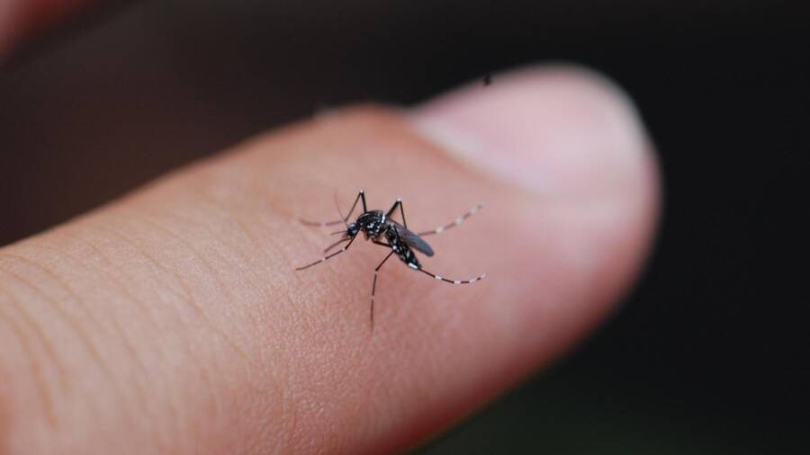 Mosquito On A Finger