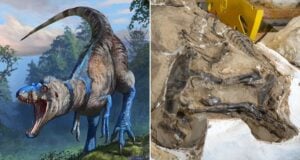 Nanotyrannus Alongside Dueling Dinosaur Fossil Featured