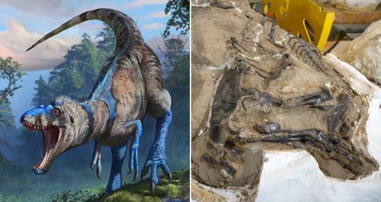 Nanotyrannus Alongside Dueling Dinosaur Fossil Featured