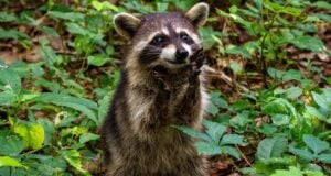 Raccoons Self Domesticating Featured