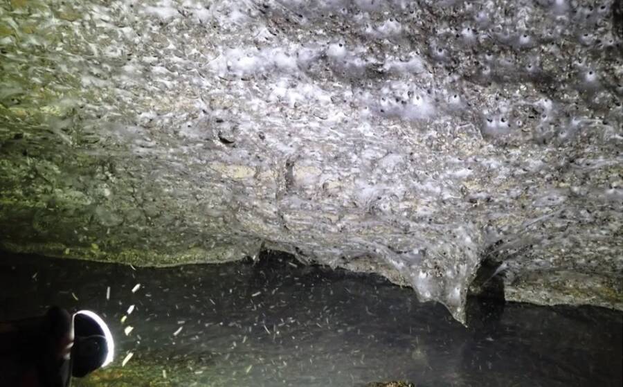 Sulfur Cave Spider Colony