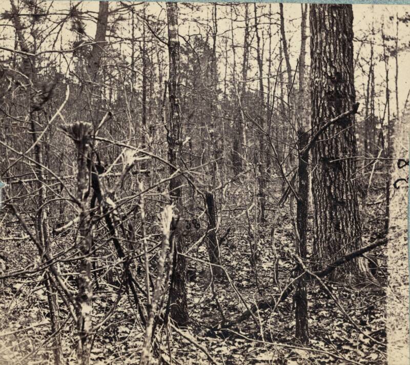 Battle Of The Wilderness Woods