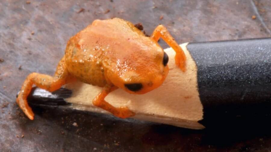 Brachycephalus Lulai Pumpkin Toadlet