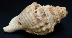 Conch Shell Trumpet Featured