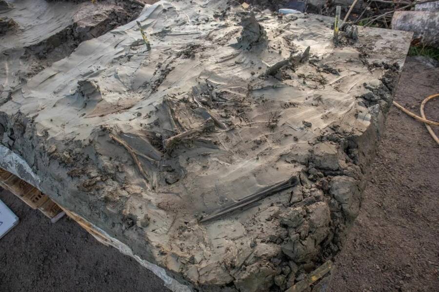 Archaeologists Excavating A Bog In Sweden Just Came Across A 5,000-Year-Old Dog Burial