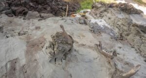 Dog Remains Featured