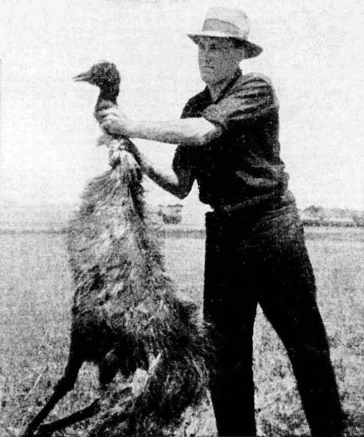 Great Emu War Weird Historical Event