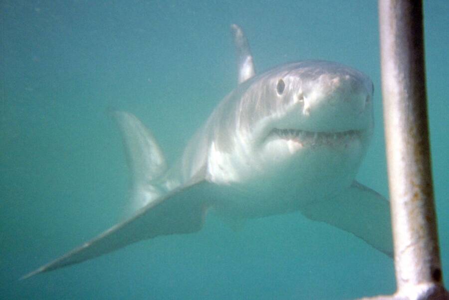 Great White
