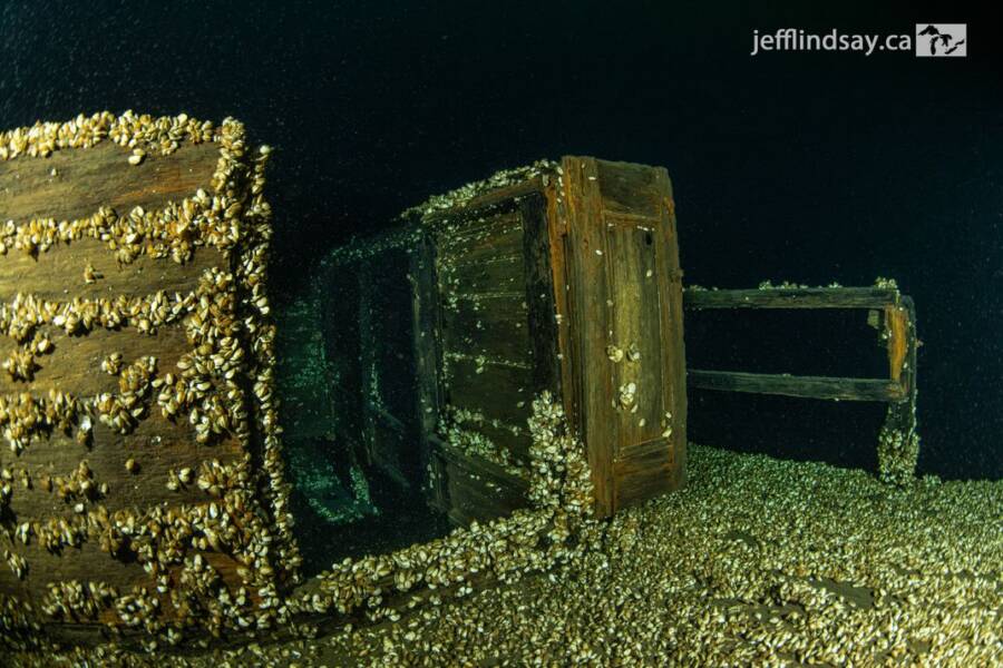 Mussels On The Shipwreck