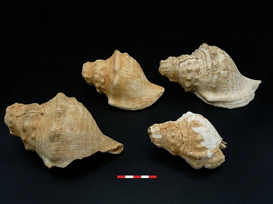 Catalonia Neolithic Conch Shell Trumpets
