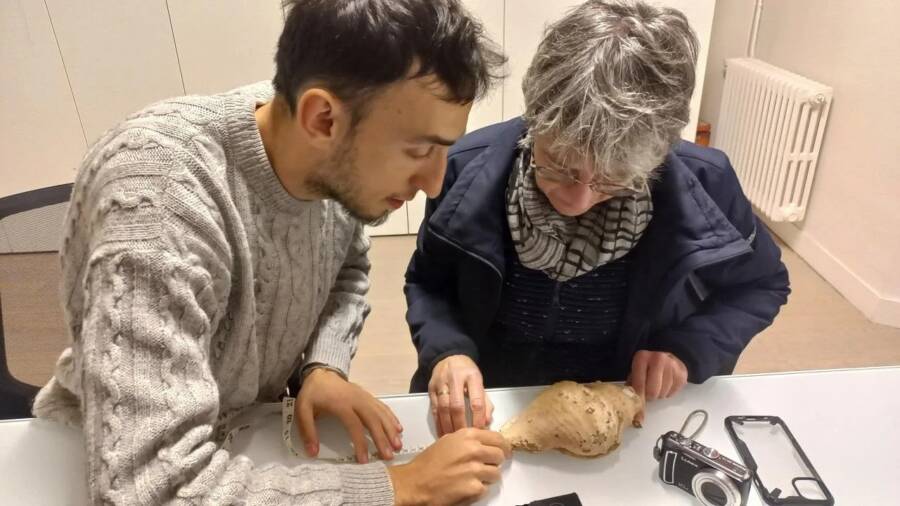 Researchers Examining Conch Shells