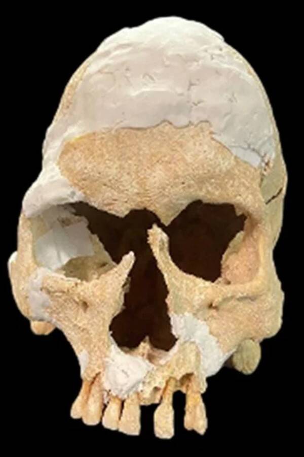 Skull Of Medieval Spanish Knight