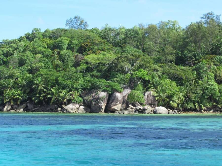 Trees On Moyenne Island