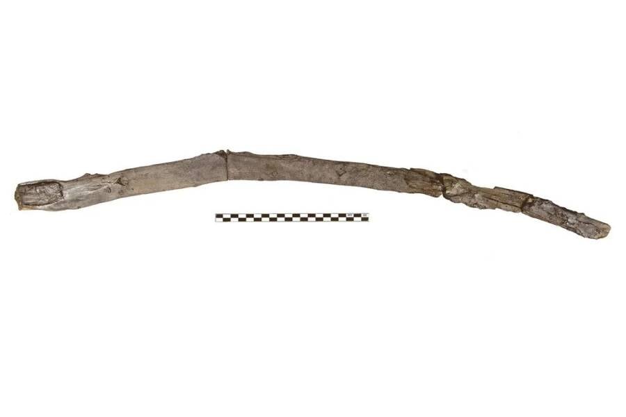 Possible Oldest Wooden Tool