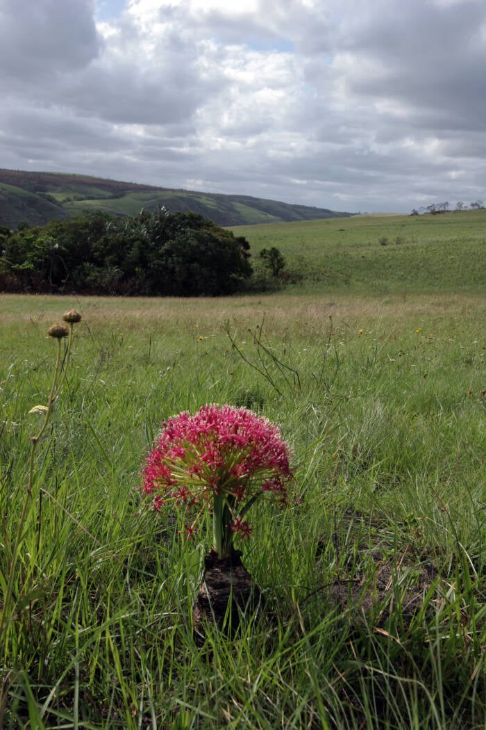 Boophone Disticha Plant