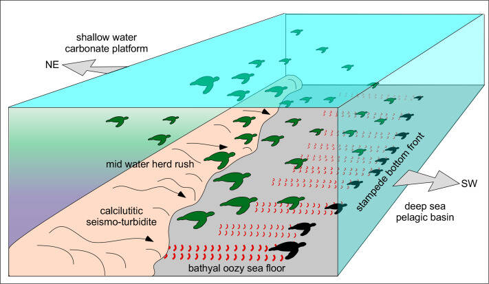 Box Model Of Panicking Sea Turtle Herd