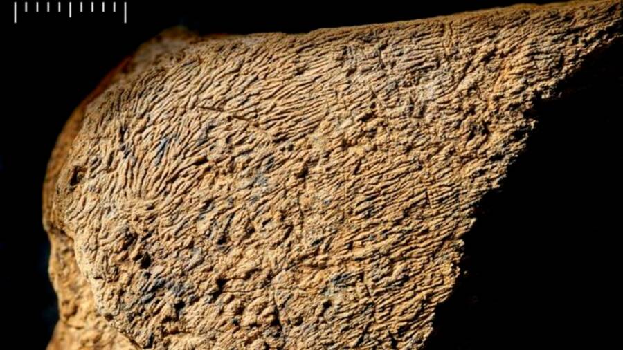 Paleolithic Elephant Bone Hammer