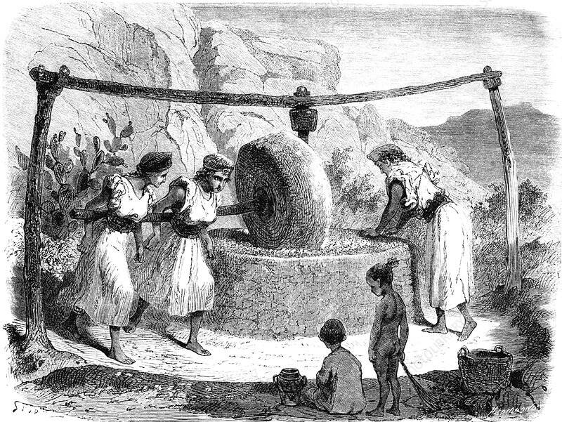 Depiction Of Ancient Olive Oil Production