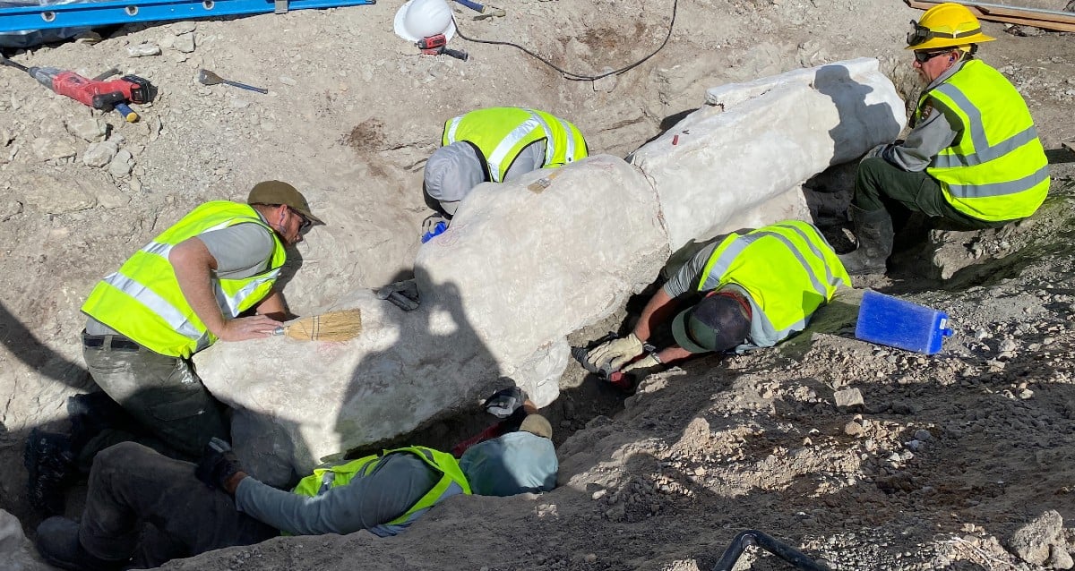 Massive Dinosaur Fossils Unearthed During Construction Of A Parking Lot At A National Monument In Utah