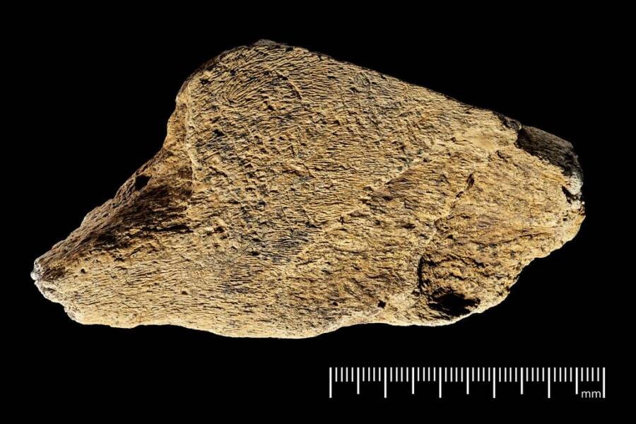 Oldest Elephant Bone Tool In Europe