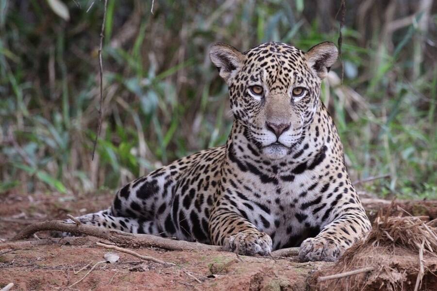 Female Jaguar In Brazil